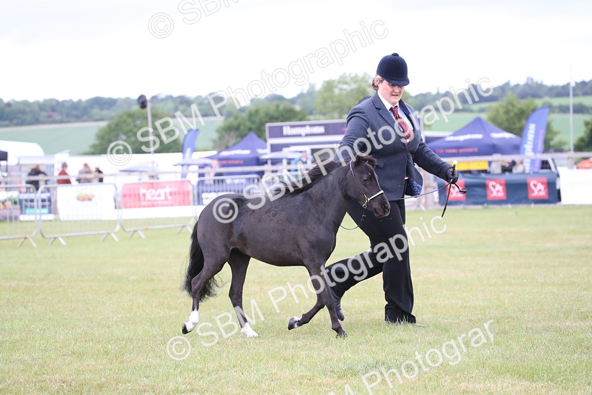 SBM_03521 - Class 23-25 - British Miniature Horse of the Year