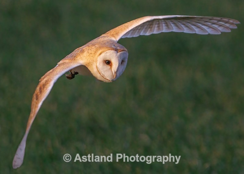 Barn Owl - Latest Images