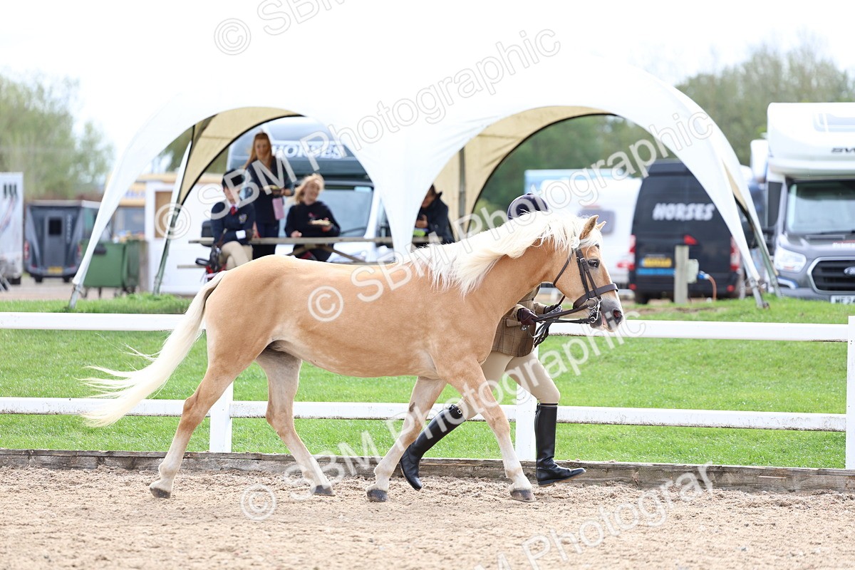SBM_03908 - Class 25 - IH Foreign Breeds - Pure Bred