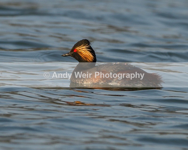 20110328-IMG_2952 - Black-necked Grebe