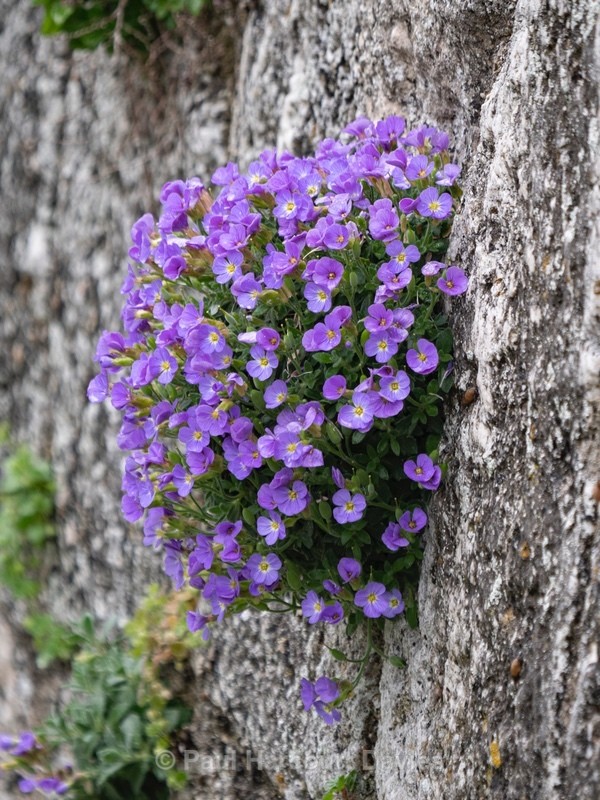  - Gargano - Flowers in the Landscape