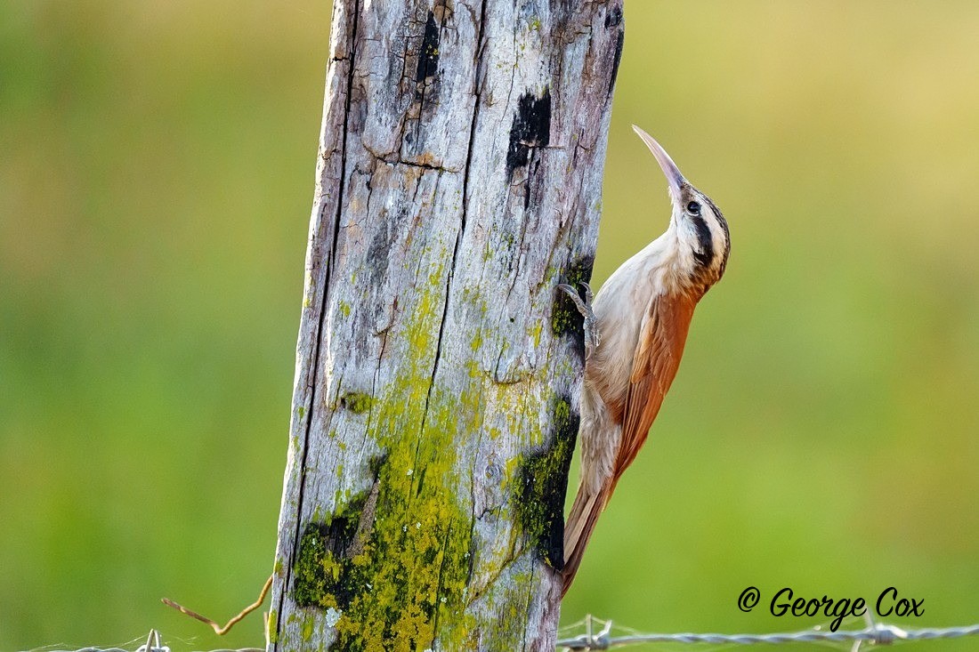 slender billed wood creeper 1 - Brazil