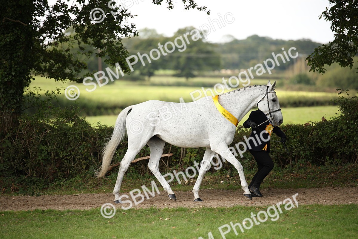 SBM_62945 - In Hand Horse Supreme Championship