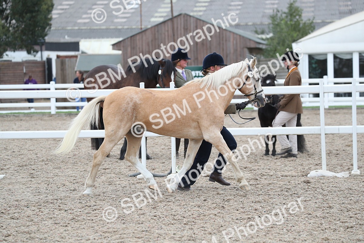SBM_17880 - Class 317 IH Pure bred Horse/Pony