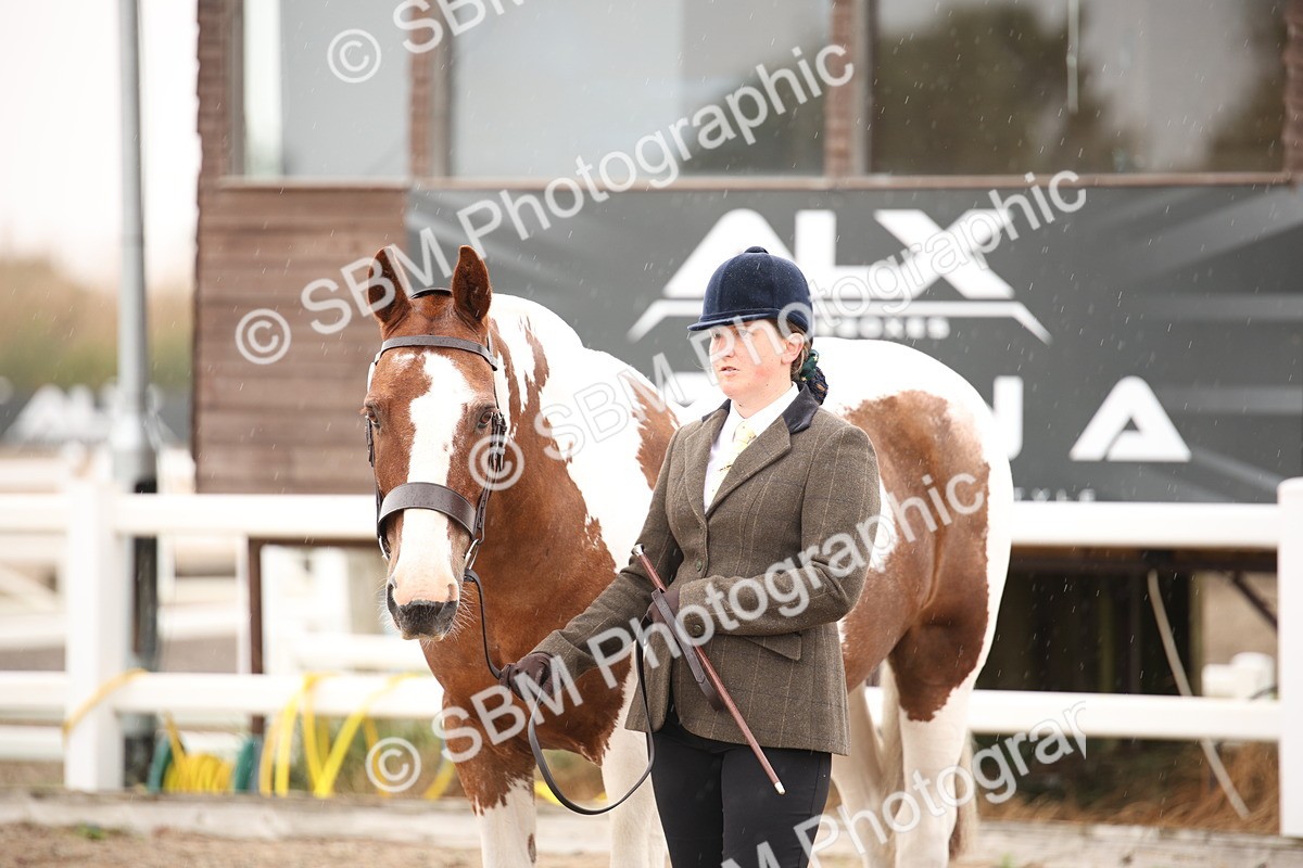 SBM_20131 - Class 702 - IH  Show Horse Pony