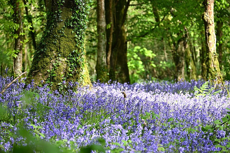 Bluebells near Looe in Cornwall - Bluebells