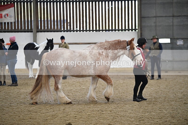 WJ5_4745 - Class 7 In hand coloured / odd coloured