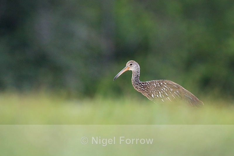 Limpkin, low angle - Harns Marsh, Florida - Limpkin
