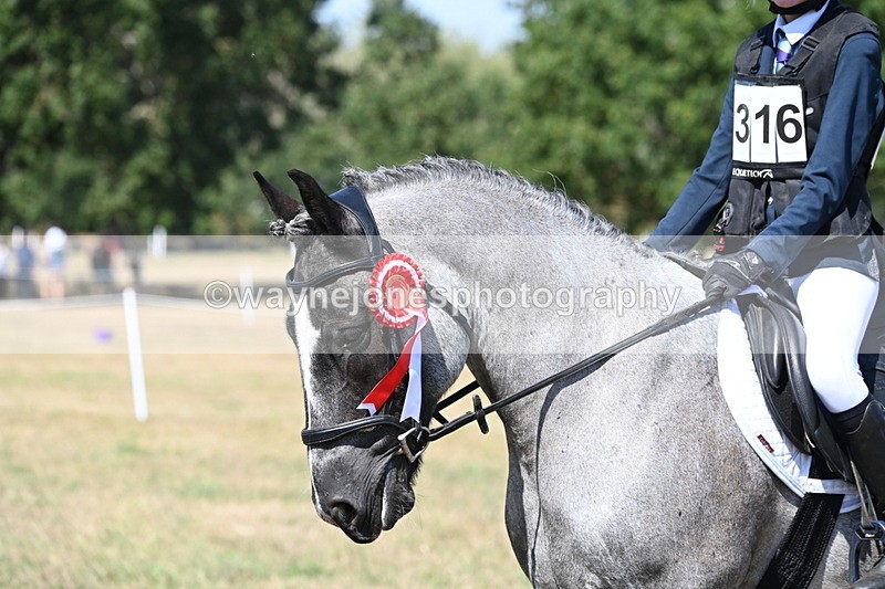 WJ6_8749 - Class 37b Best Loan Pony In-hand