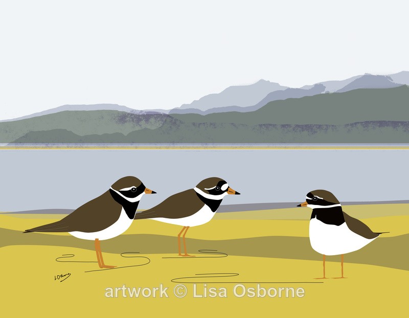 Ringed plovers - DIGITAL ARTWORK