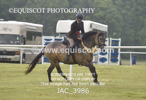 JAC_3986 - 55cm WORKING HUNTER