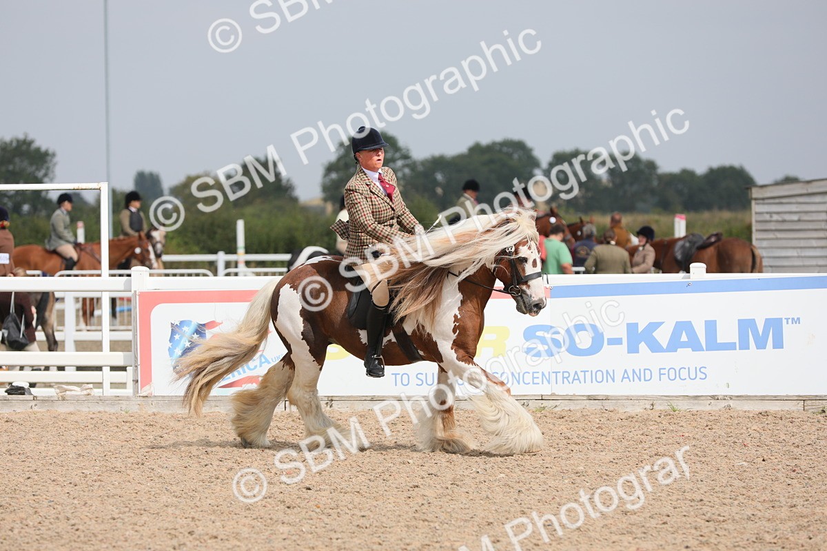 SBM_12777 - Class 307 Ridden Coloured Pony