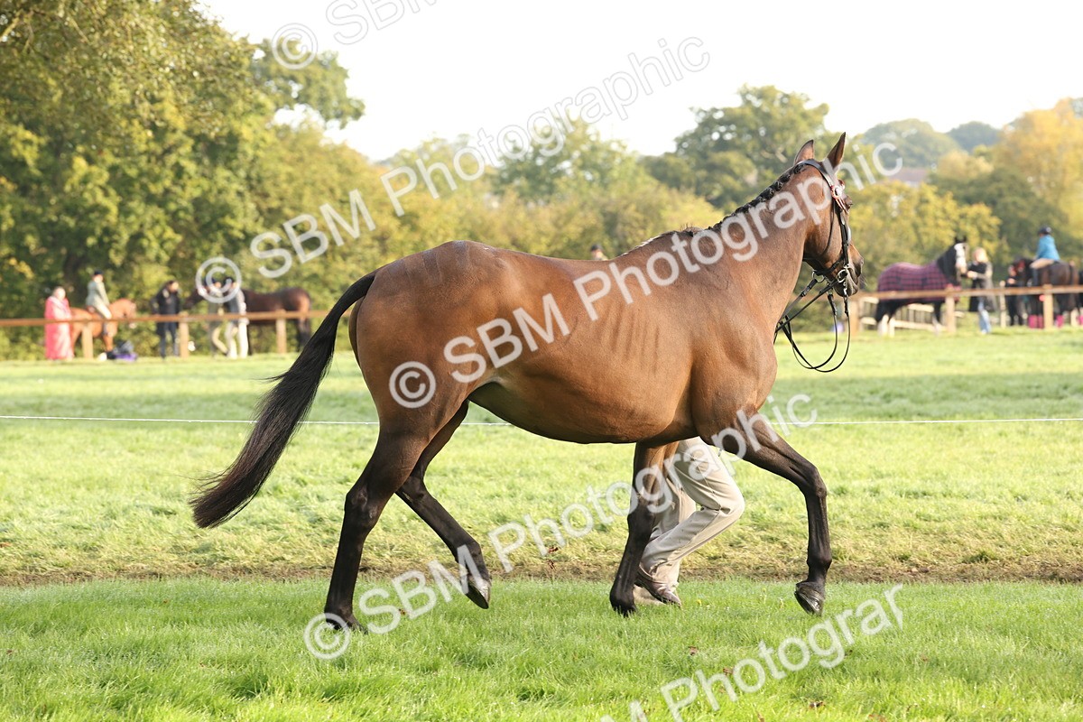 SBM_54936 - S52 - Riding Horse & Hack & thoroughbred In Hand