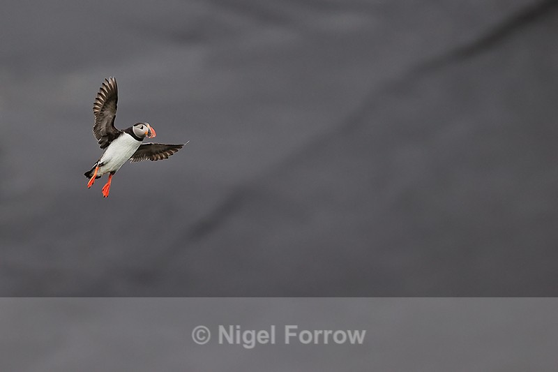 Puffin landing, wings spread, black volcanic sand background, Iceland - Puffin