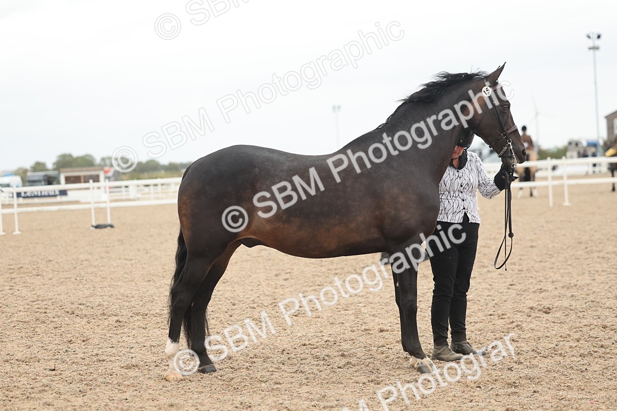 SBM_19354 - Class 317 - IH Pure Bred Horse-Pony