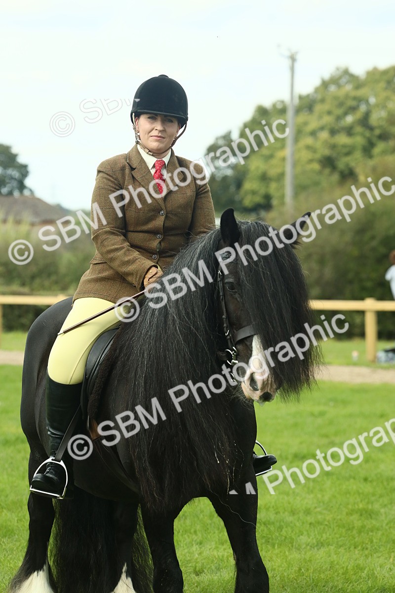 SBM_66431 - S34 - Rehabilitated Rescue Horse & Pony In Hand & Ridden