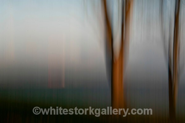  - Light In The Forest