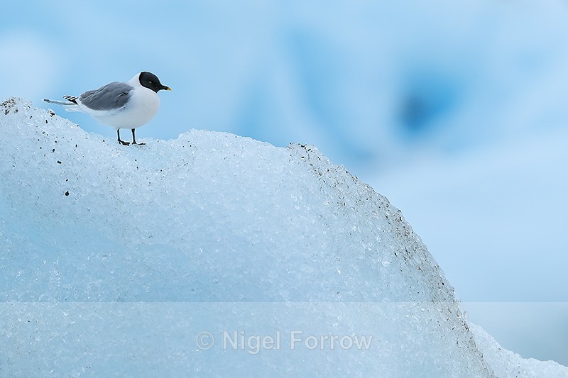 Sabine's Gull resting on iceberg, Jokulsarlon, Iceland - Sabine's Gull