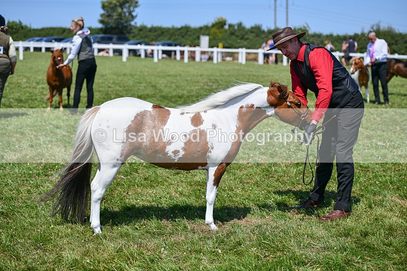 DSC_7167 - Class 61: Miniature Horse 4yrs & over