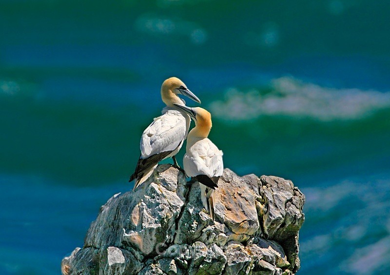Gannetts on Irelands Eye - Birds
