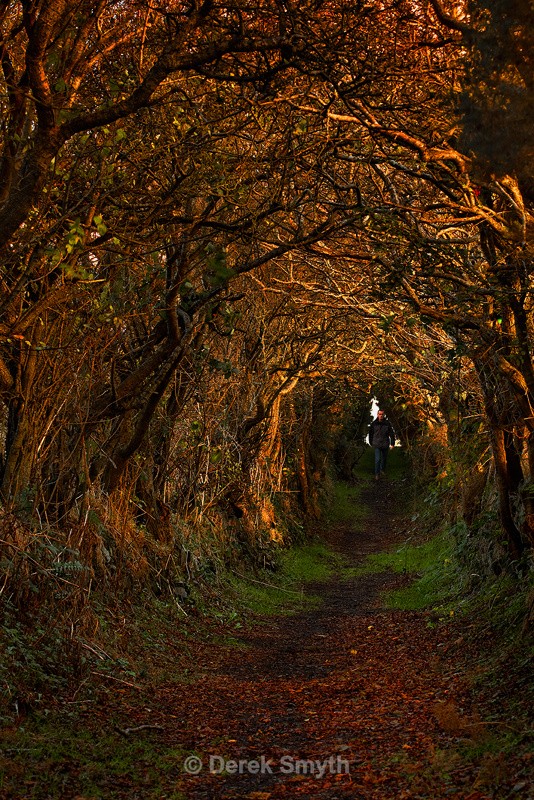 Tree Tunnel at Ballynoe - Ancient Path to the Stone Circle Monument