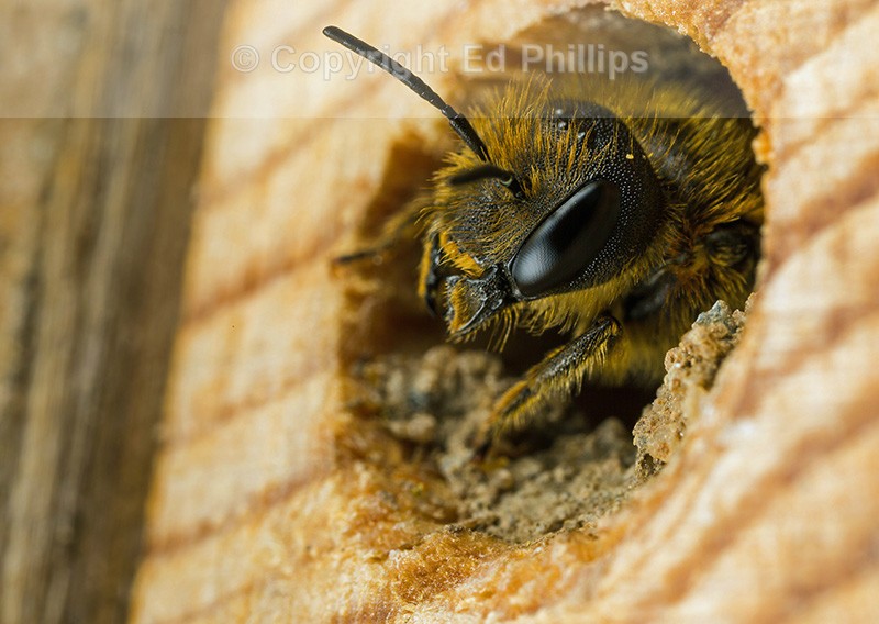 Osmia leaiana (f)