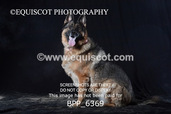 BPP_6369 - CARLA DOGS