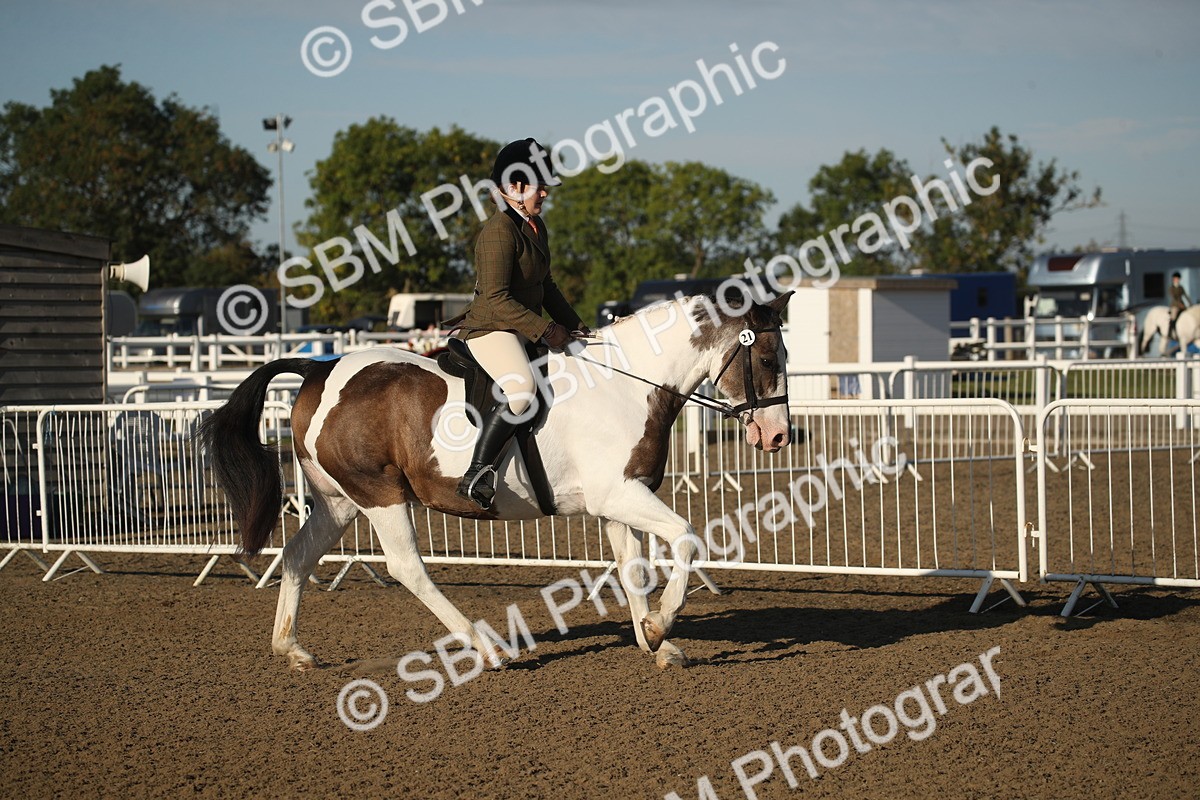 SBM_11503 - Class 502 - Riding Club Horse