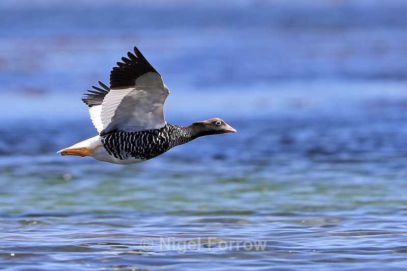 Kelp Goose (female) flying low over sea, Carcass Island, Falklands - Kelp Goose