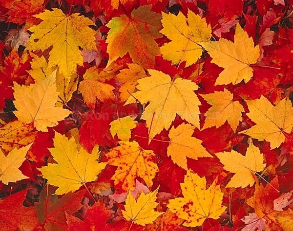 Istock #14329648 - New England Images