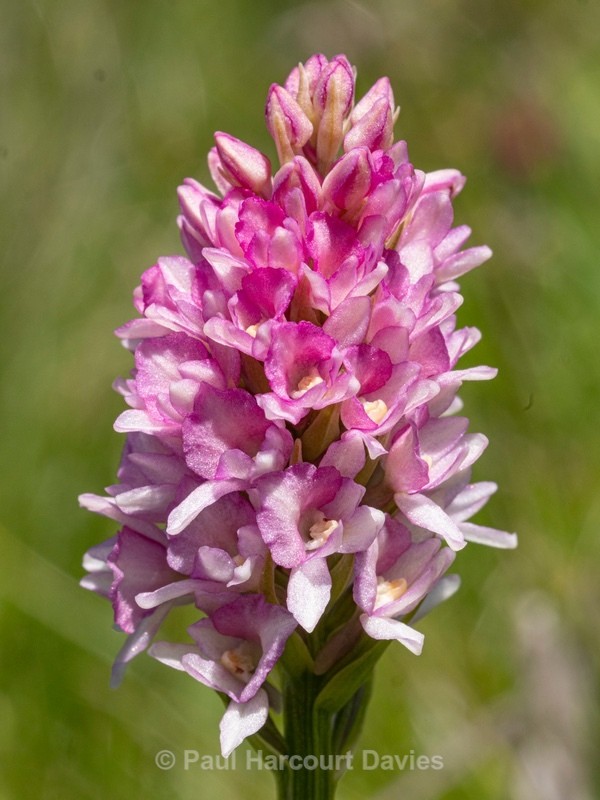 Hybrid vanilla orchid  G. x heufleri. This is a hybrid between Gymnadenia odoratissima  and G. rhellicani. - Wild Orchids