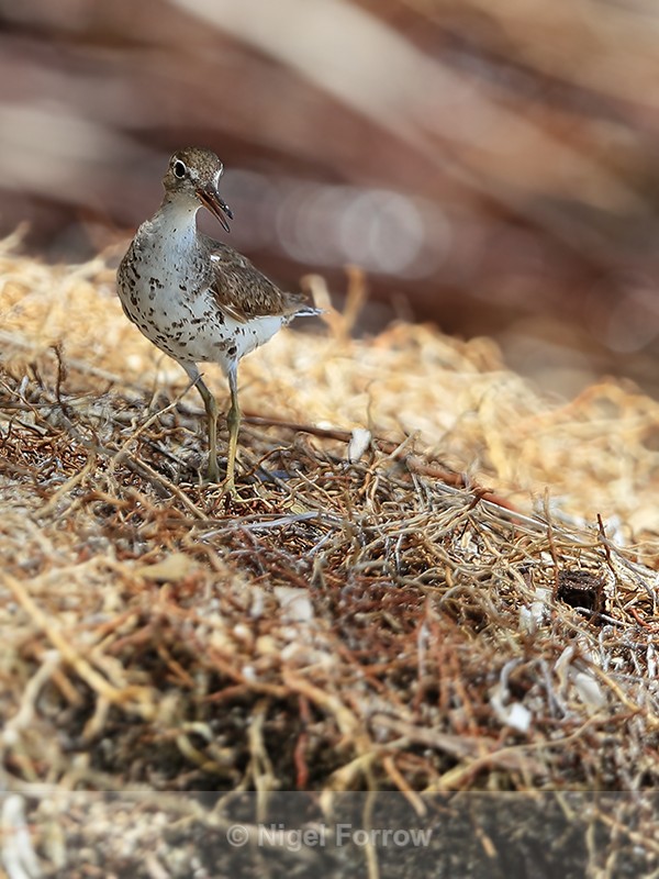 Spotted Sandpiper (breeding), Cayo Zapatilla, Panama - Spotted Sandpiper