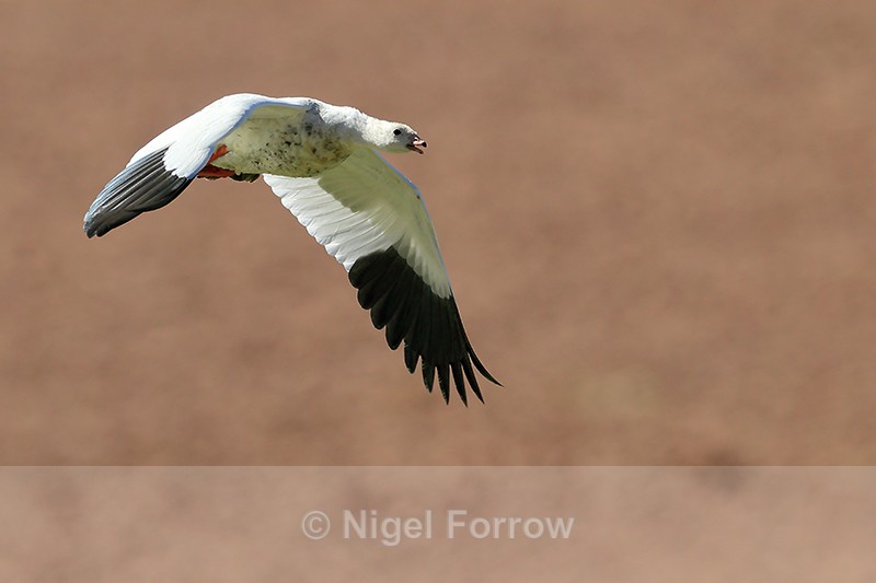 Andean Goose flying, Rio Putana, near Machuca, Chile - Andean Goose
