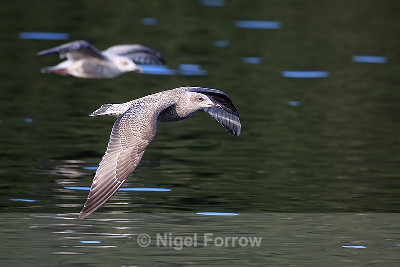 Herring Gulls flying alongside boat, Flatanger, Norway - Herring Gull