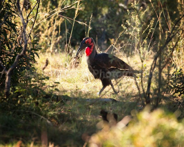 safari-387 - African Wildlife