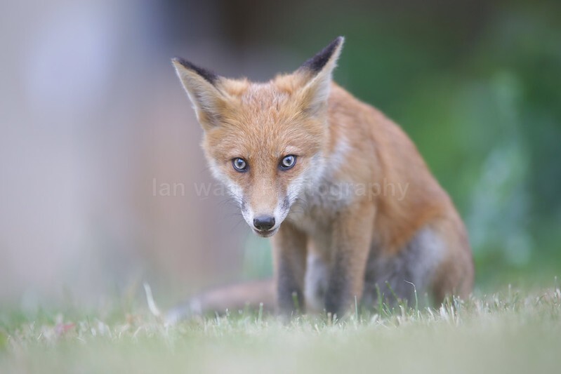  - Bristol Urban fox - foxes in family group