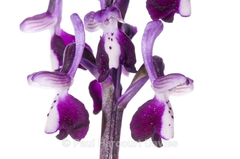  - WB: Orchids - Orchis