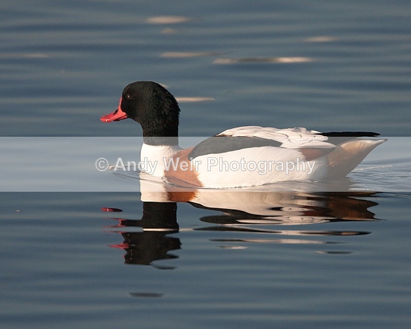 20081128-IMG_0771 040 - Shelduck