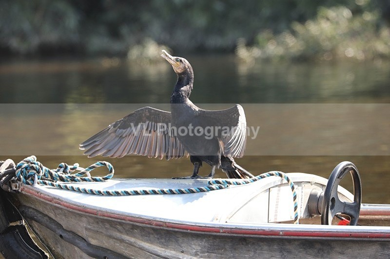 Cormorant - Animals and Birds