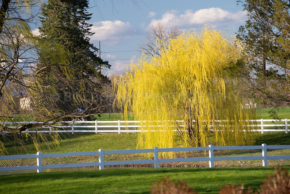 DSC_0586 - Trees