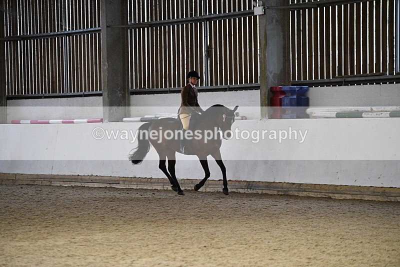 WJ5_8838 - Class 15 Ridden Show Horse