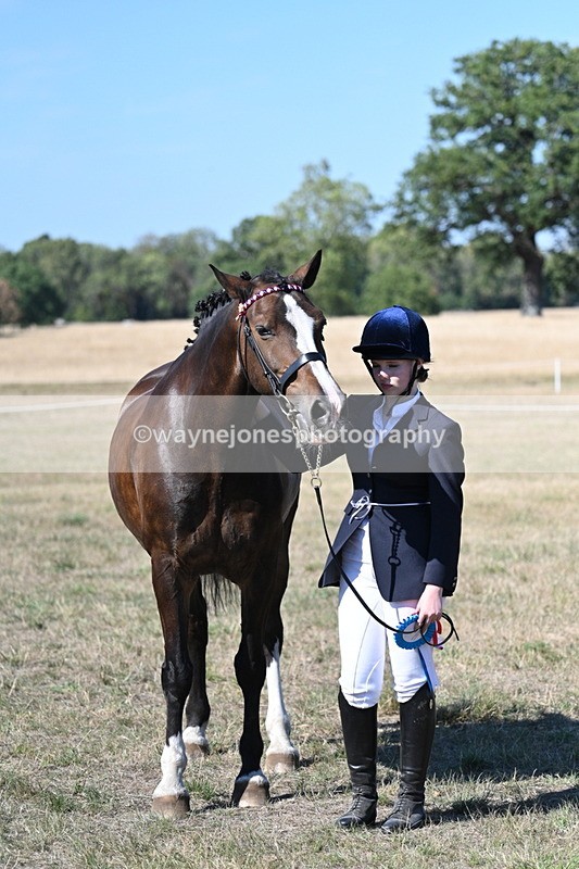 WJ7_1657 - Class 42 Most Handsome Gelding