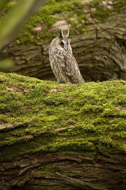  - ' LONG EARED OWLS '
