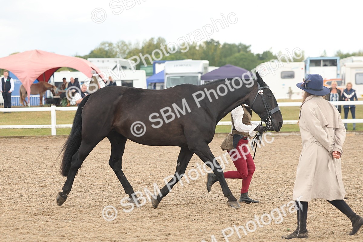 SBM_07879 - Class 28 - IH Veteran Horse