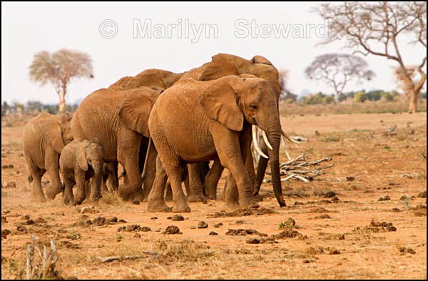 Elephant group #2 - Kenya, Tsavo East