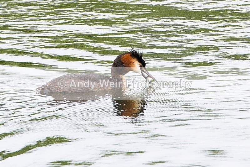 20120714-_MG_0361 - Gt. Crested & Little Grebes