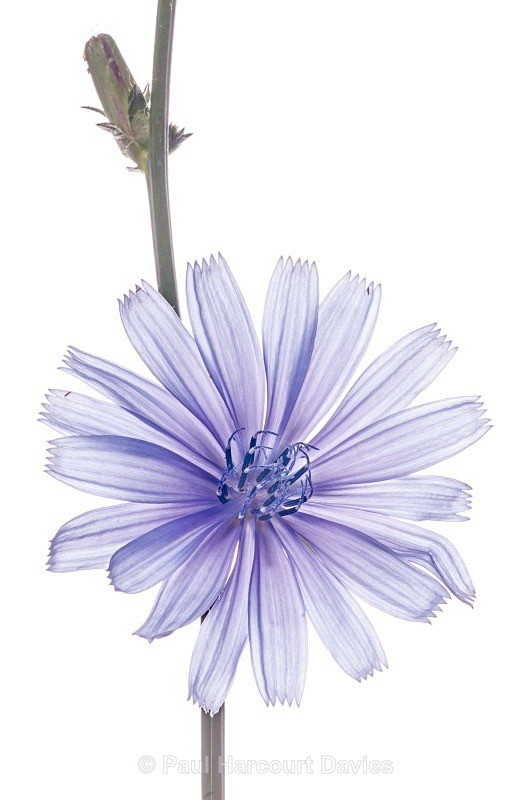 Chicory (Cichorium intybus) - Plants - WB
