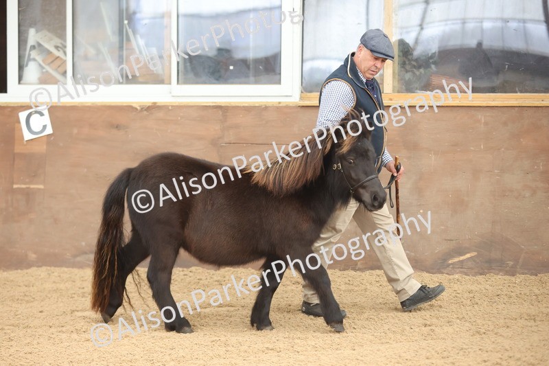 20251109-0002 - Class 2 - Yearling, Colt, filly or gelding