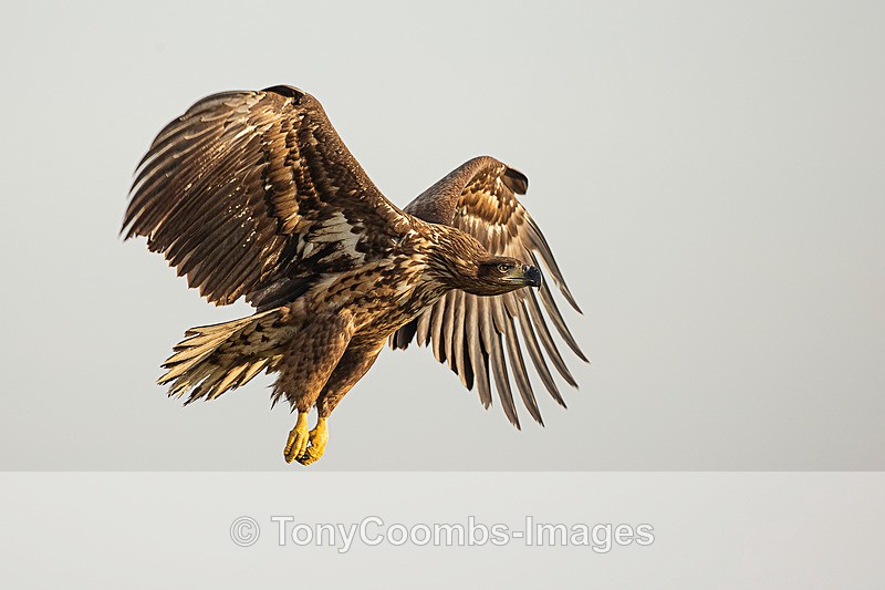 White-tailed Eagle  (2nd winter) - Eagle Hides