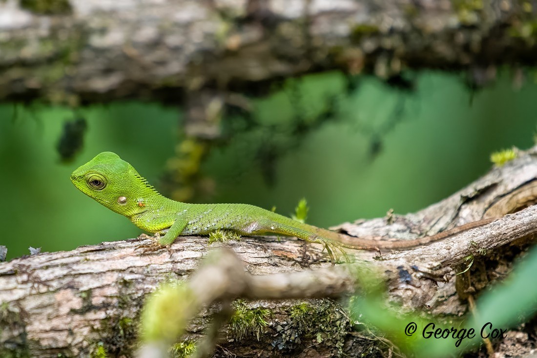 Pethiyagoda Crestless Lizard - Sri Lanka